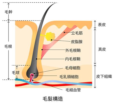 毛髮根部白色